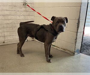 American Pit Bull Terrier Dogs for adoption in San Bernardino, CA, USA