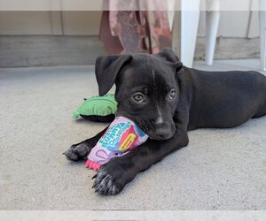 Mutt Dogs for adoption in Santa Cruz, CA, USA