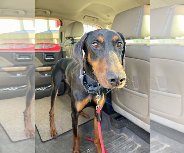 Medium Photo #3 Doberman Pinscher Puppy For Sale in Omaha, NE, USA