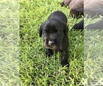 Small Photo #2 Labrador Retriever Puppy For Sale in RICHMOND HILL, GA, USA