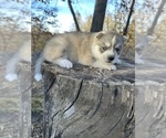 Puppy Ash Siberian Husky