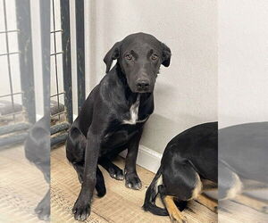 Medium Australian Kelpie-Labrador Retriever Mix