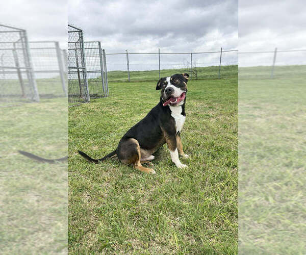 Medium Photo #2 Mutt Puppy For Sale in Abbeville, LA, USA