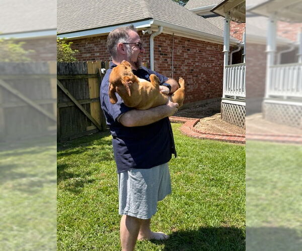Medium Photo #4 Dachshund-Unknown Mix Puppy For Sale in Oakhurst, NJ, USA