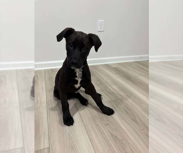 Medium Photo #4 Labrador Retriever-Unknown Mix Puppy For Sale in Holly Springs, NC, USA