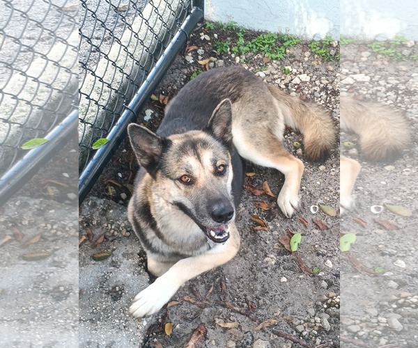 Medium Photo #2 German Shepherd Dog-Unknown Mix Puppy For Sale in Plantation, FL, USA