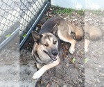 Small Photo #2 German Shepherd Dog-Unknown Mix Puppy For Sale in Plantation, FL, USA