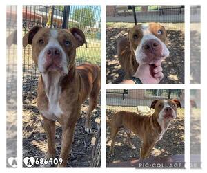 American Staffordshire Terrier-Unknown Mix Dogs for adoption in San Antonio, TX, USA