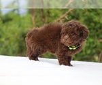 Small #10 ShihPoo