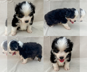 Miniature Australian Shepherd Puppy for sale in BROOKER, FL, USA
