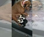 Small Photo #5 English Bulldog Puppy For Sale in WALDORF, MD, USA