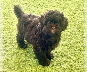 Peke-A-Poo Puppy for sale in BERKLEY, MI, USA