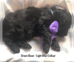 Small Photo #3 Irish Doodle Puppy For Sale in SUMNER, IA, USA