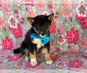Shiba Inu Puppy for sale in LANCASTER, PA, USA