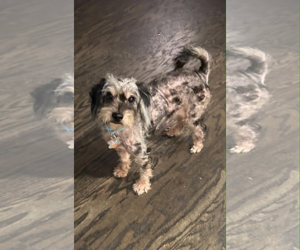 Medium Photo #1 Aussiedoodle Miniature  Puppy For Sale in Holly Springs, NC, USA
