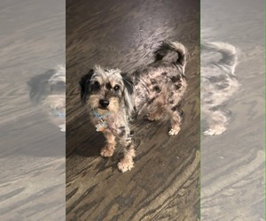 Aussiedoodle Miniature  Dogs for adoption in Holly Springs, NC, USA