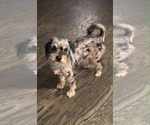 Jirmit - Male Aussiedoodle Miniature  Dog for Adoption - Small photo