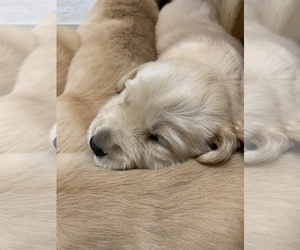Golden Retriever Puppy for sale in FRESNO, CA, USA