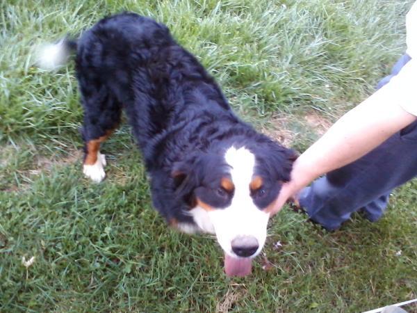 Medium Photo #1 Bernese Mountain Dog Puppy For Sale in NEW HAVEN, IN, USA