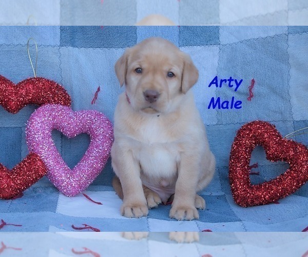 Medium Photo #3 Labrador Retriever Puppy For Sale in BRIDGEWATER, VA, USA