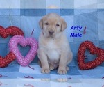 Small Photo #3 Labrador Retriever Puppy For Sale in BRIDGEWATER, VA, USA
