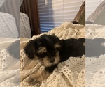 Small Photo #3 YorkiePoo Puppy For Sale in FORT WORTH, TX, USA
