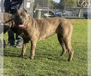 Mother of the Cane Corso puppies born on 06/14/2022