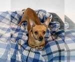 Small #2 Chihuahua