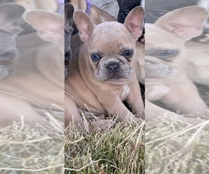 French Bulldog Dog for Adoption in KANSAS, Oklahoma USA