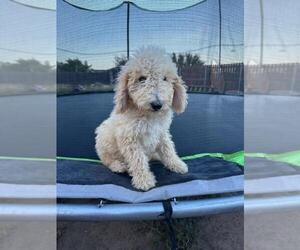 Poodle (Standard) Puppy for Sale in WESLACO, Texas USA