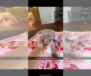 Medium American Bully