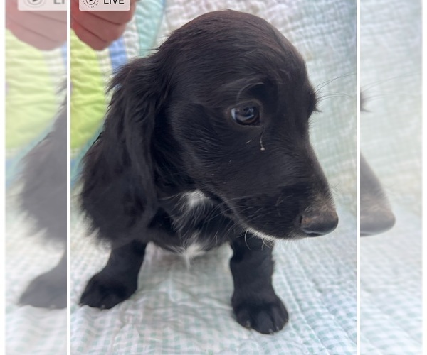 Medium Photo #1 Dachshund Puppy For Sale in CAZENOVIA, WI, USA
