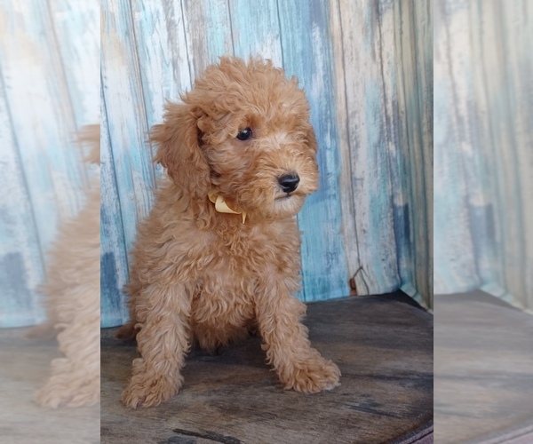 Medium Photo #5 Goldendoodle (Miniature) Puppy For Sale in NILES, MI, USA