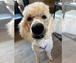 Small #4 Goldendoodle