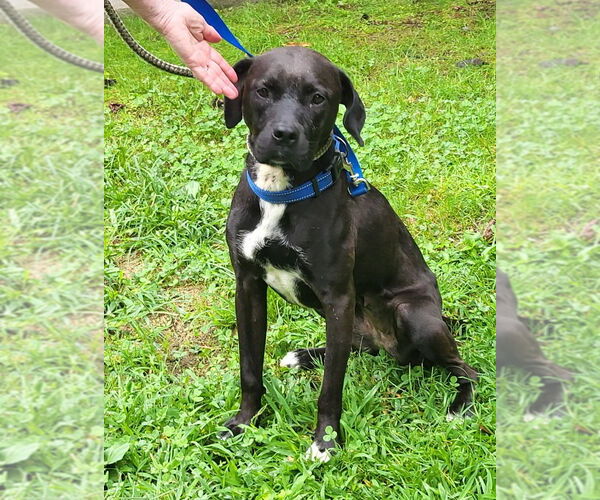Medium Photo #2 Labrador Retriever-Unknown Mix Puppy For Sale in Ellijay, GA, USA