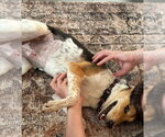 Small Photo #4 Beagle-Unknown Mix Puppy For Sale in Lakewood, CO, USA