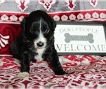 Small Photo #8 Aussiedoodle Puppy For Sale in DOWELLTOWN, TN, USA