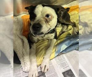 Boston Terrier-Unknown Mix Dogs for adoption in Bakersfield, CA, USA