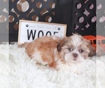 Small #4 Shih Tzu