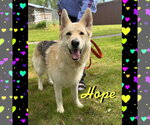 Small #2 German Shepherd Dog Mix