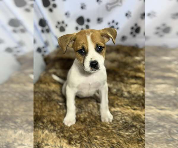 Medium Photo #1 Beagle-Unknown Mix Puppy For Sale in SHERBURNE, NY, USA