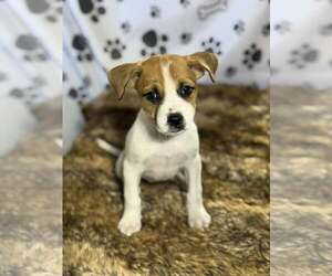 Beagle-Unknown Mix Dogs for adoption in SHERBURNE, NY, USA