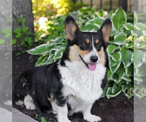 Mother of the Pembroke Welsh Corgi puppies born on 04/16/2026