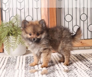 Mal-Shi Puppy for sale in NAPLES, FL, USA