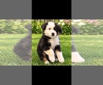 Puppy Forrest Australian Shepherd