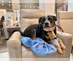 Small #2 American Pit Bull Terrier-Australian Cattle Dog Mix