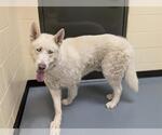 Small Siberian Husky