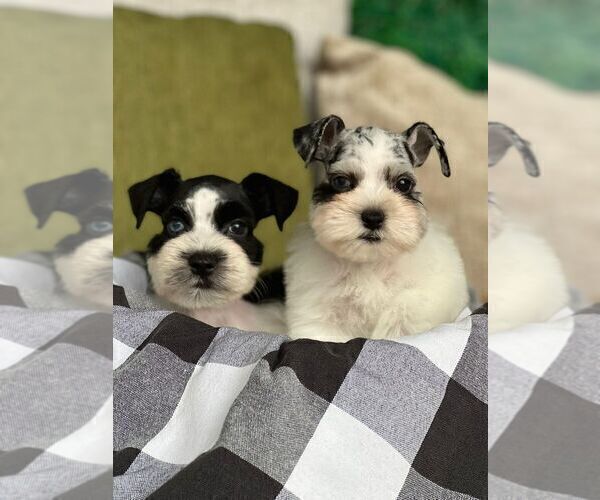 Medium Photo #8 Schnauzer (Miniature) Puppy For Sale in MIAMI, FL, USA