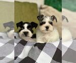Small Photo #8 Schnauzer (Miniature) Puppy For Sale in MIAMI, FL, USA