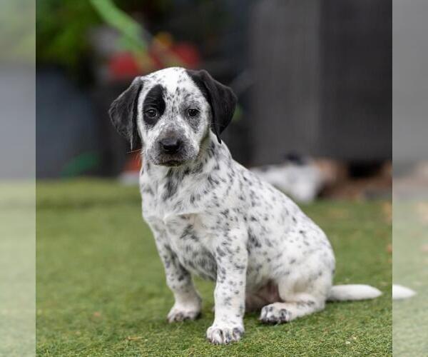Medium Photo #4 Dalmatian-Labrador Retriever Mix Puppy For Sale in San Diego, CA, USA